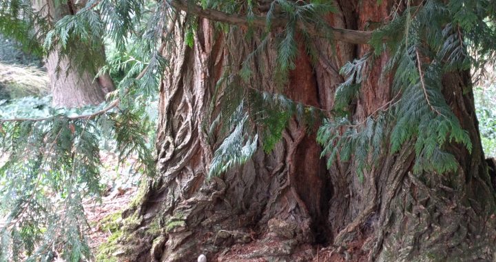 evergreen tree in Portland, Oregon; photo by Jennifer Willis
