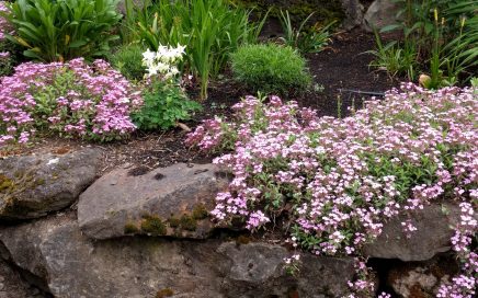 Neighborhood flower garden bed in SW Portland, Oregon. Photo by Jennifer Willis.