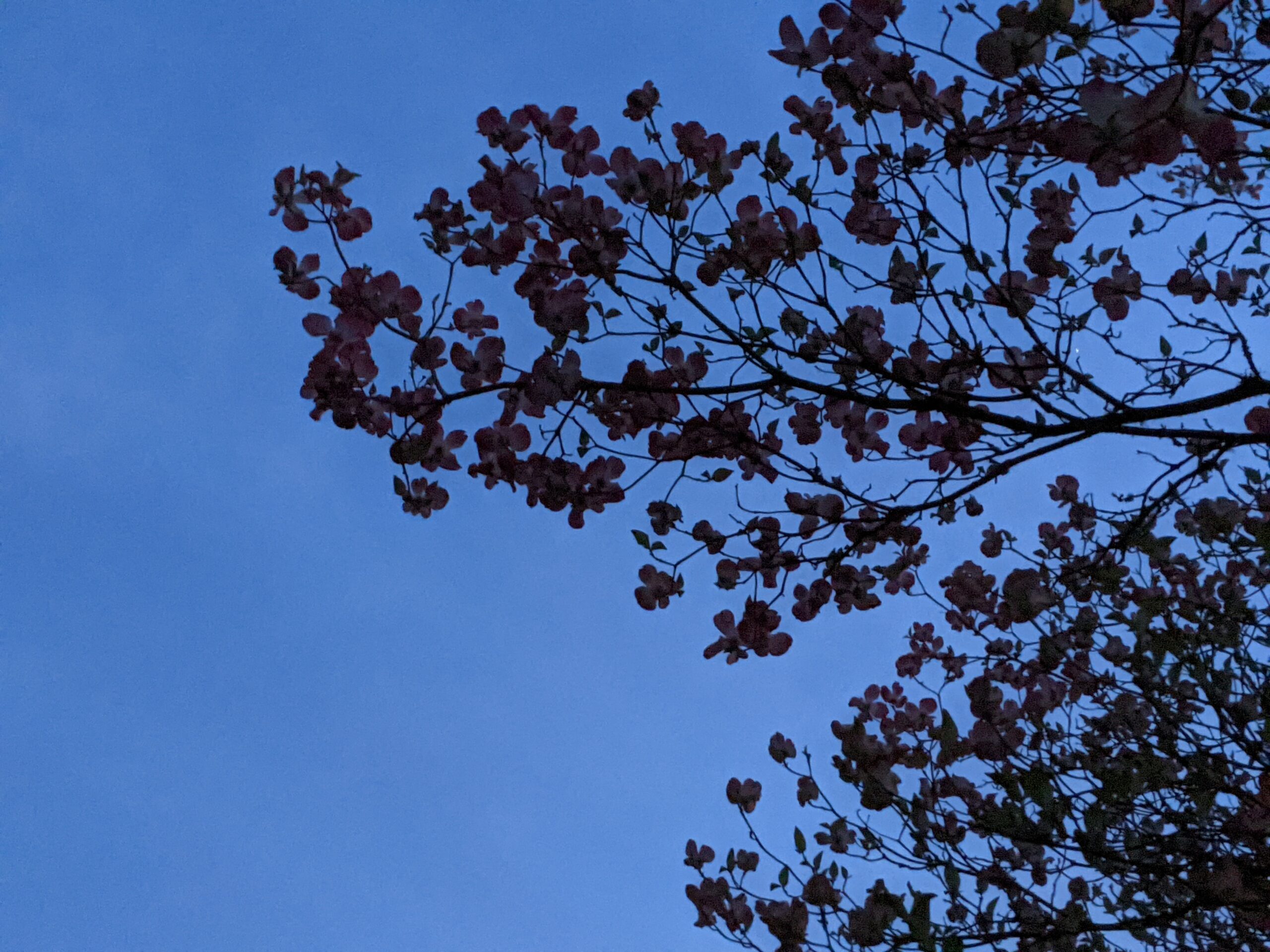 Pink dogwood branches against the evening sky. Jennifer Willis, 2021.