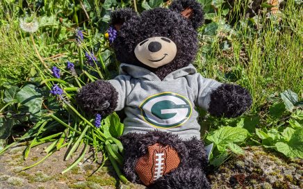 Football teddy bear in a Green Bear Packers hoodie, sitting in the sunshine with rocks and flowers.